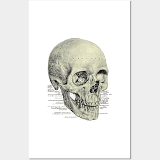 Victorian Anatomy Skull Posters and Art